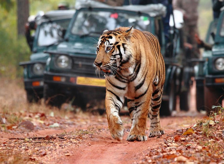 Majestic Tigers