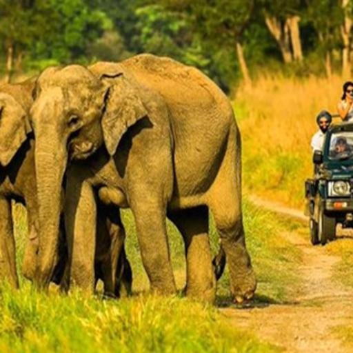 Indian Elephant