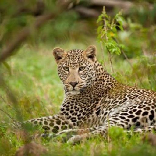 Leopard on Tree