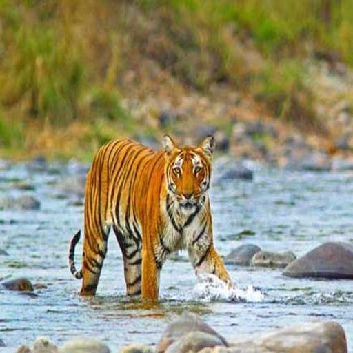 Jim Corbett National Park