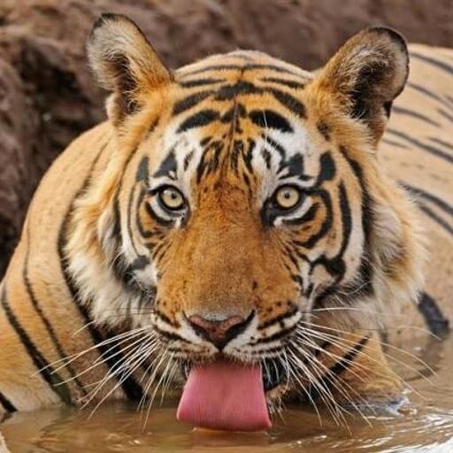Bengal Tiger